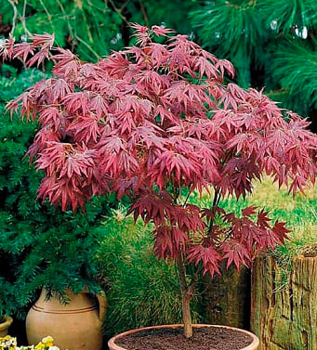 Растение Клен Вильсон Пиек Дварф d19/h50