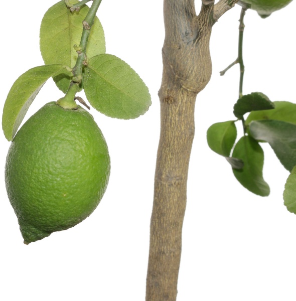 Рослина кімнатна Цитрус 22/80 цедро