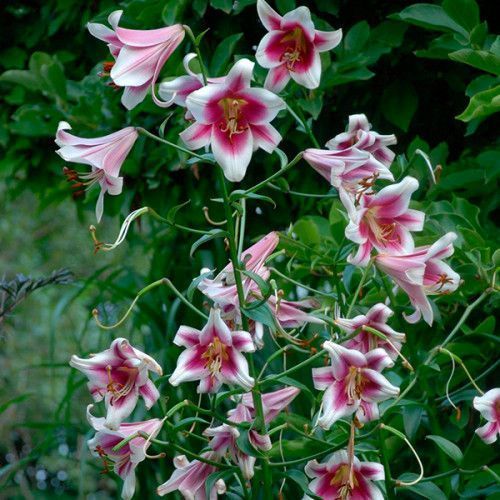 Цибулина Лілія L/O гібрид Friso 1 шт. 