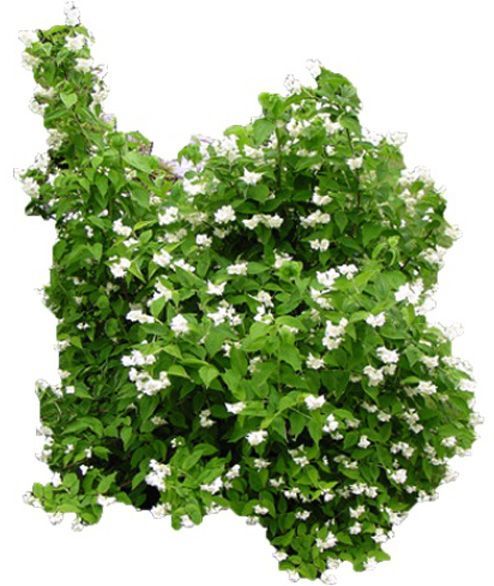 Саджанець MegaPlant Чубушник вінцевий С10