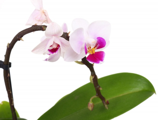 Рослина Фаленопсіс міні мікс 6/20