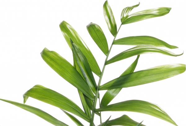 Рослина кімнатна Хамідорея 15/50