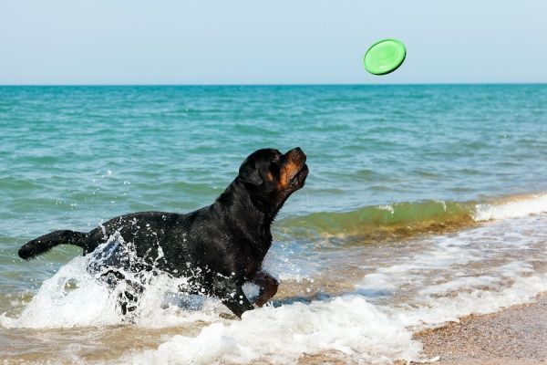 Летающая тарелка Flaber 22 см салатовая