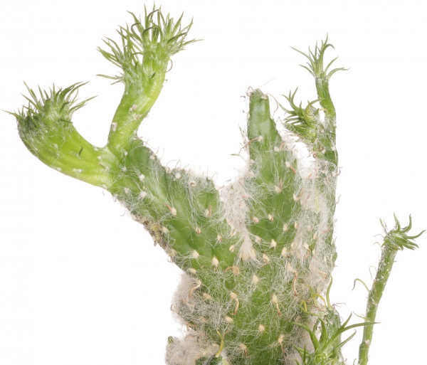 Рослина Опунтія мікс 10/20-30