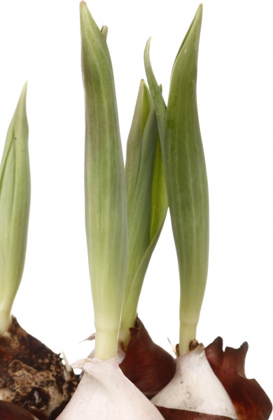 Растение комнатное Тюльпан 5рр микс d12/h20