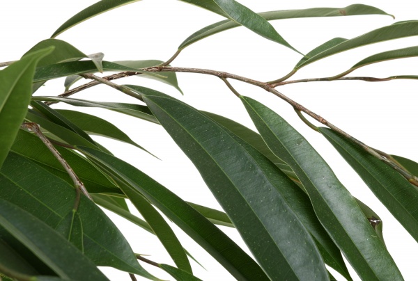 Рослина Амстел Кинг 21x100 см