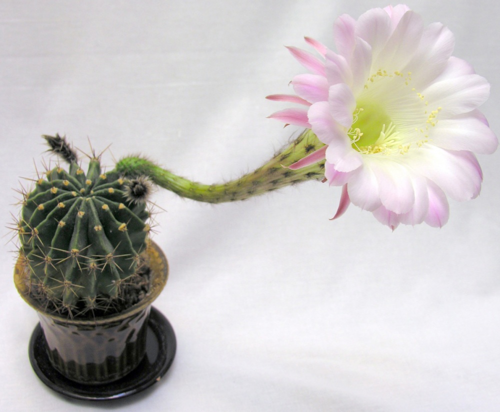 Рослина Кактус 8х10 квітучий