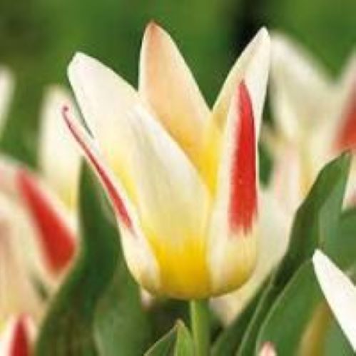 Луковица HBM Тюльпан Кауфмана Корона 5 шт. 