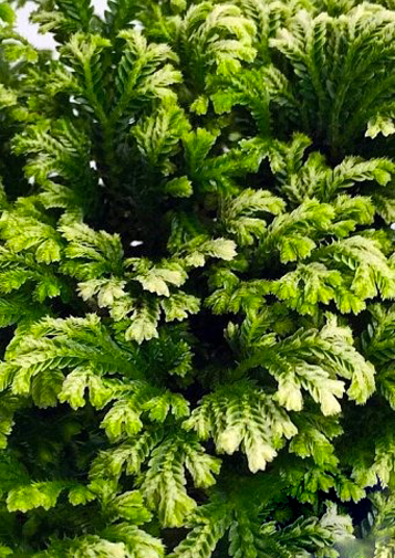 Растение комнатное Селагинелла Jori d15/h30