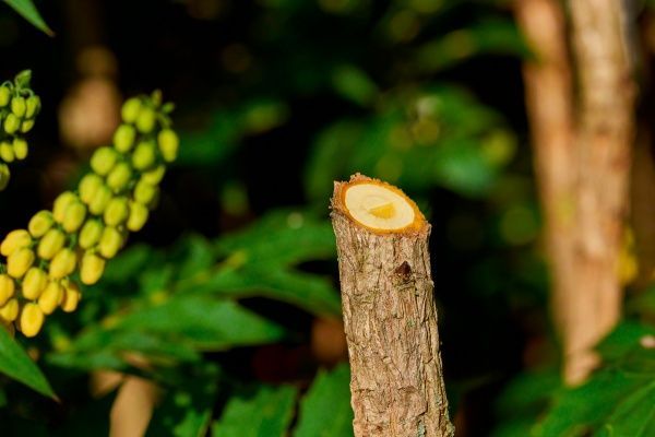 Секатор Bosch акумуляторний EasyPrune 06008B2000