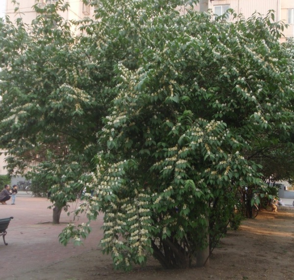 Растение Жимолость Мааки/Lonicera maackii С3/Н 40-50