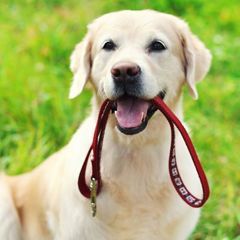 Амуниция и одежда для животных