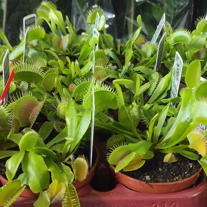Растение Дионея (мухоловка) 9х10