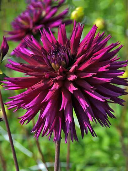 Корнеклубень георгины фимбриата Амбишн 1 шт. 