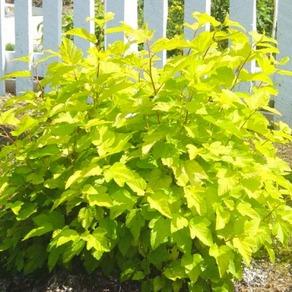 Растение Пухиропроизводитель желтый С7.5