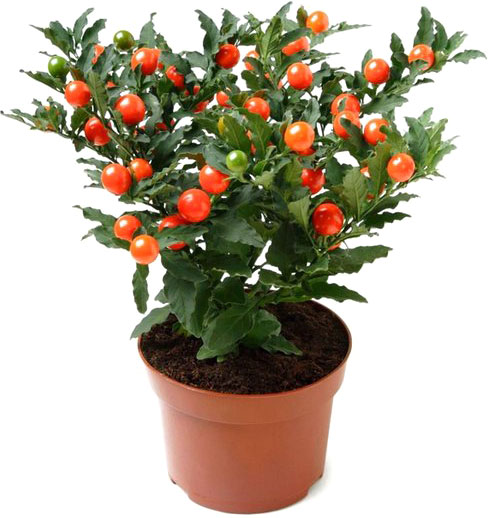 Растение комнатное Соланум 12x25-35