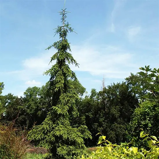 Ель Ель обыкновенная / Picea abies Rothenhaus С30 H160-180