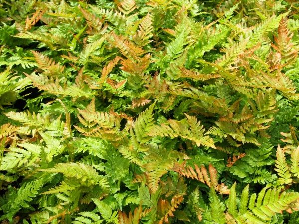 Растение декоративное Лотос К Щитовик красносорусовый (Dryopteris erythrosora)