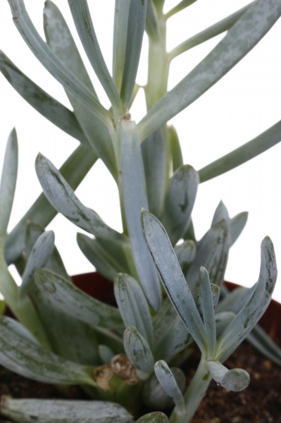 Рослина кімнатна Сукулент мікс 8х10 см