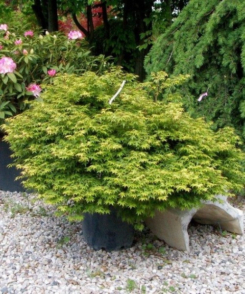 Растение Клен Литтл Принцес d19/h50