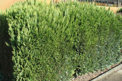 Растение Туя складчатая / Thuja plicata Kornik (S) С12