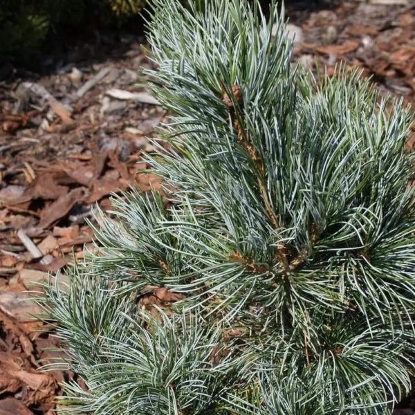 Растение Сосна мелкоцветковая / Pinus parviflora Blauer Engel, C20