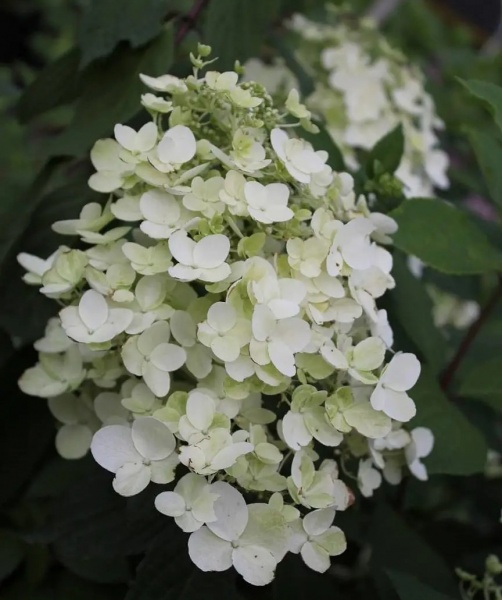 Растение Гортензия метельчатая Юник / Hydrangea paniculata Unique С7.5,10/Н80-100