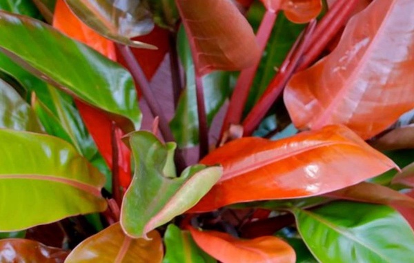 Растение Филодендрон оранжевый 14/35 