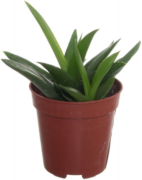 Рослина Алое 05/08