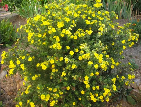Растение Лапчатка кустарниковая Анетт / Potentilla fruticosa Annette С4/ Н40