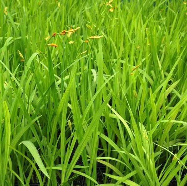  Крокосмия Buttercup