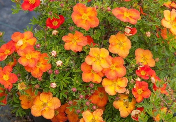 Растение Лапчатка кустарниковый Ред Айс / Potentilla fruticosa Red Ace С3 /Н 10-20