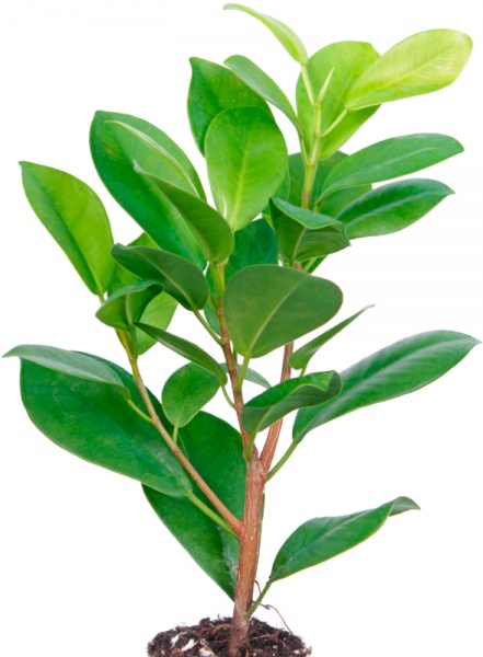 Растение Фикус Микрокарпа Макламе 14 x 55