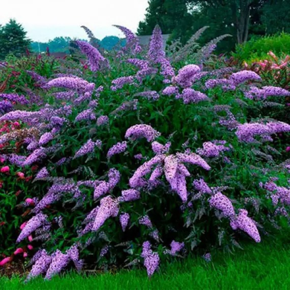 Растение Строительство С3, С4