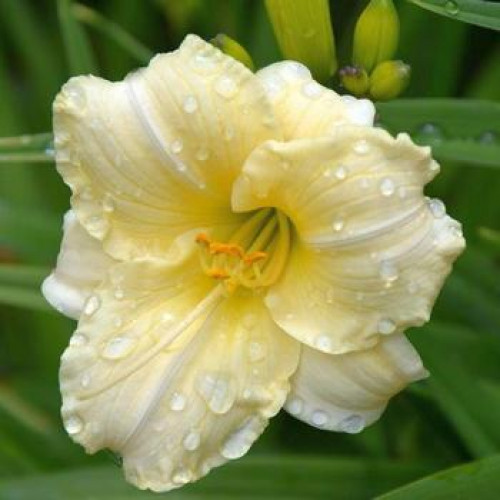 Луковица Лилейник Longfields Pearl 1 шт. 