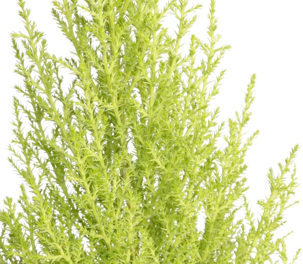 Растение комнатное Ципрессус Goldcrest Wilma 14/60