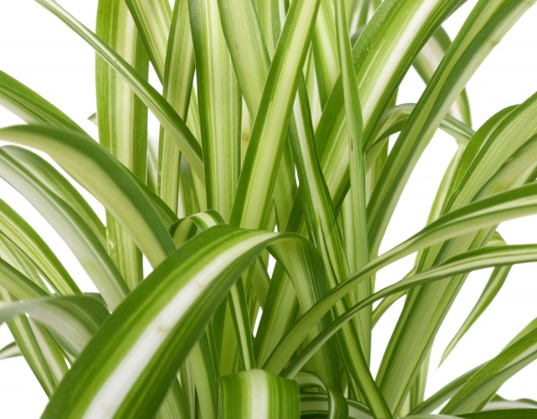 Растение хлорофитум 12/25