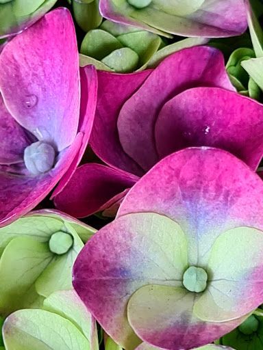 Рослина Гортензія Macrophylla Ningbo мікс 10х20 см