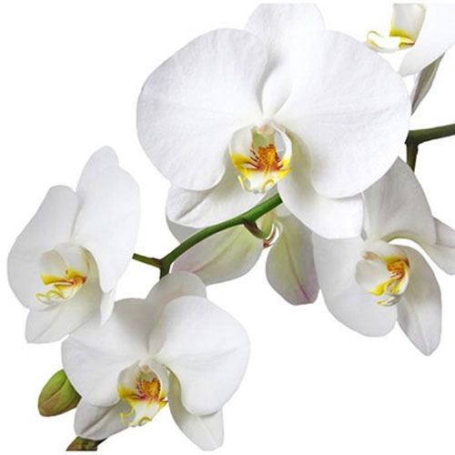 Рослина кімнатна Фаленопсис (орхідея) 12x75 1 стовбур мікс (Green Balanz)