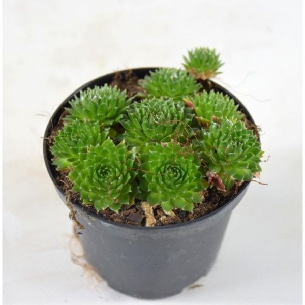 Рослина декоративна Лотос К Молодило 