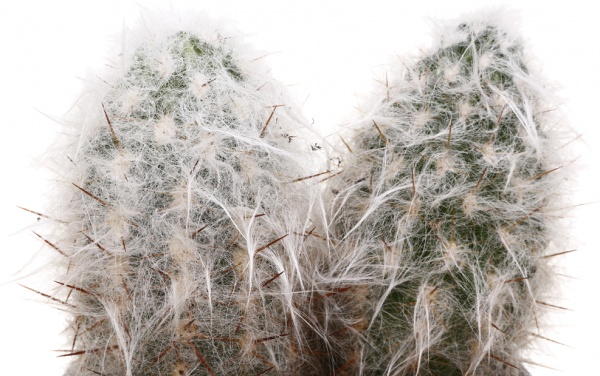 Рослина кімнатна Кактус мікс 14х30 см