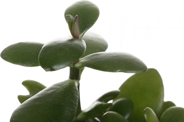 Рослина кімнатна Сукуленти кераміка (обличчя) mix 6 см