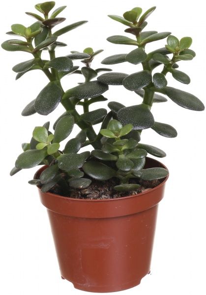 Рослина Сукулент 9х20 см