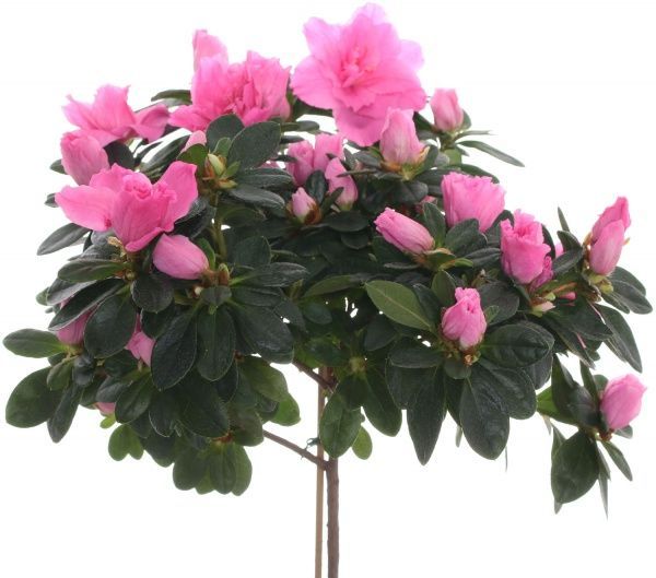  Азалия 14/55 штамб