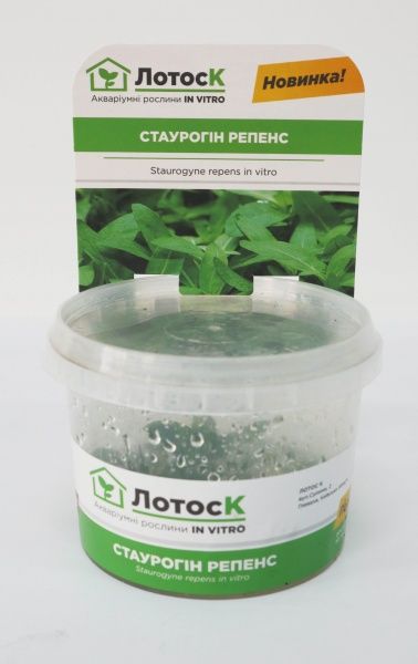 Рослина акваріумна Лотос Стаурогін репенс (Staurogyne repens) in vitro