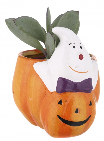 Суккулент в горшке хелоуин 6/12