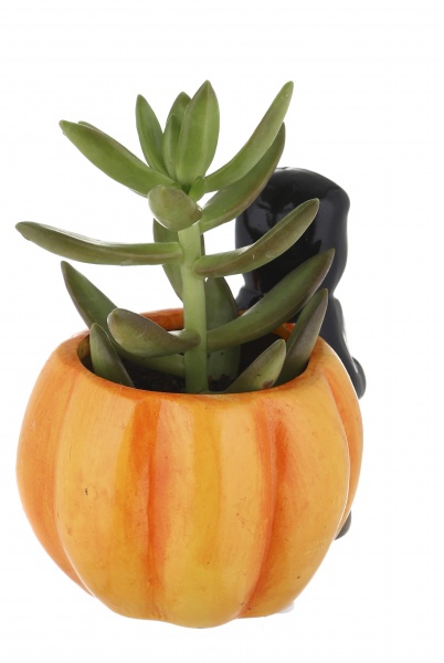Суккулент в горшке хелоуин 6/12