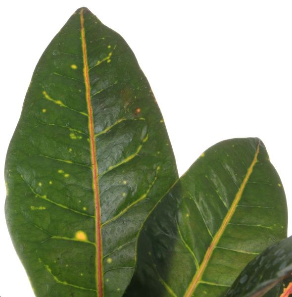 Рослина Кротон Петра 13x35 см