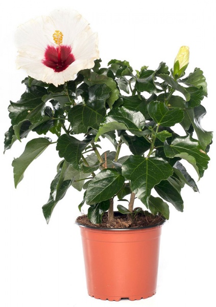 Растение декоративное Гибискус13/45 микс