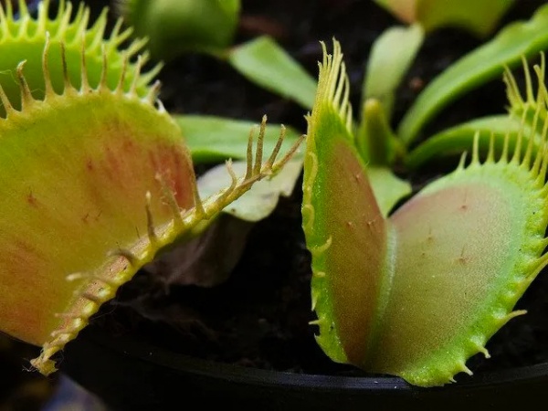 Растение Террариум дионея со светом d13/h20